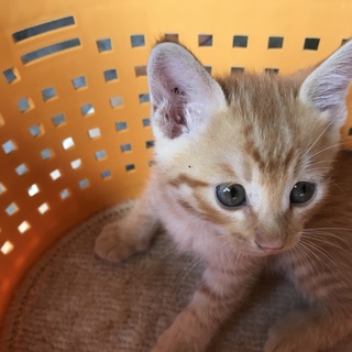 生後1ヶ月かわいい茶トラ猫