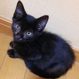 岸和田市！里親急募！