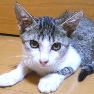 岸和田市！里親急募！