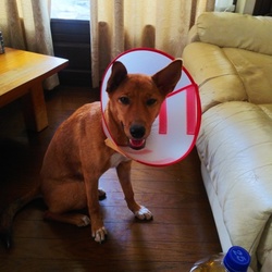 避妊手術が無事に終わりました