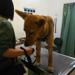 「避妊手術が無事に終わりました」サムネイル2