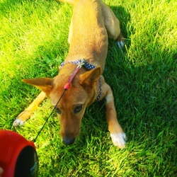 「避妊手術が無事に終わりました」サムネイル3