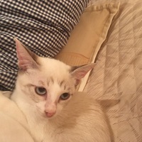 モク