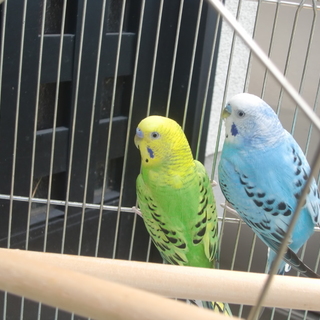 ①セキセイインコ2羽・里親募集中
