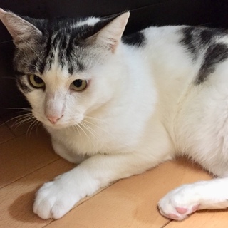 寄り目が可愛いアメショー風の男の子