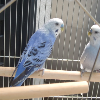 ②セキセイインコ2羽・里親募集中