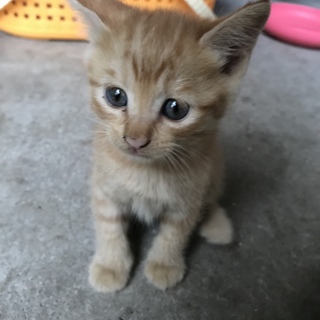 生後1ヶ月かわいい茶トラの男の子