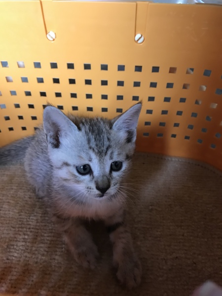 生後1ヶ月かわいいアメリ 岡山県 猫の里親募集 ペットのおうち 月間利用者150万人