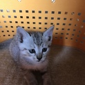 生後1ヶ月かわいいアメリカンショートヘア