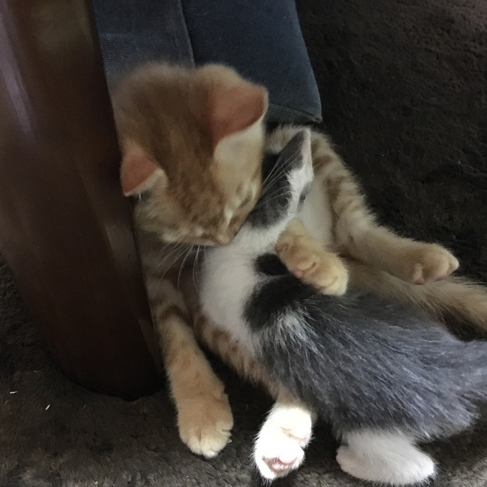 若葉のカバー写真