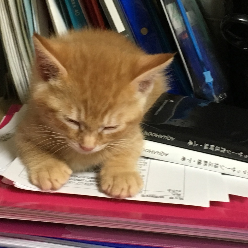 日向のカバー写真