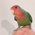 コザクラインコ♀2才の里親さん募集中です！
