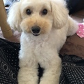 優しい里親様募集中