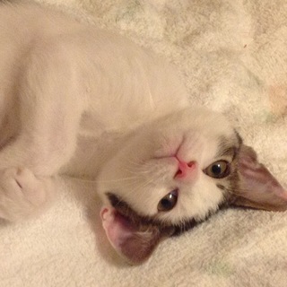 8/18池袋★ウエストくん★お茶目な甘えん坊兄弟