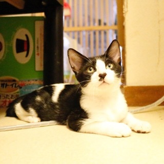 8/18池袋★ライスくん★ビビりでもオモチャ大好き