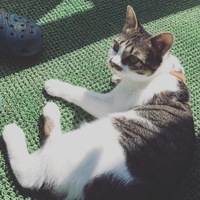 れもん