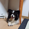 りんご19 さん