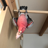 コウモリごっこ