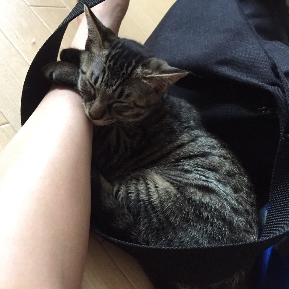 琴心(ここ)のカバー写真
