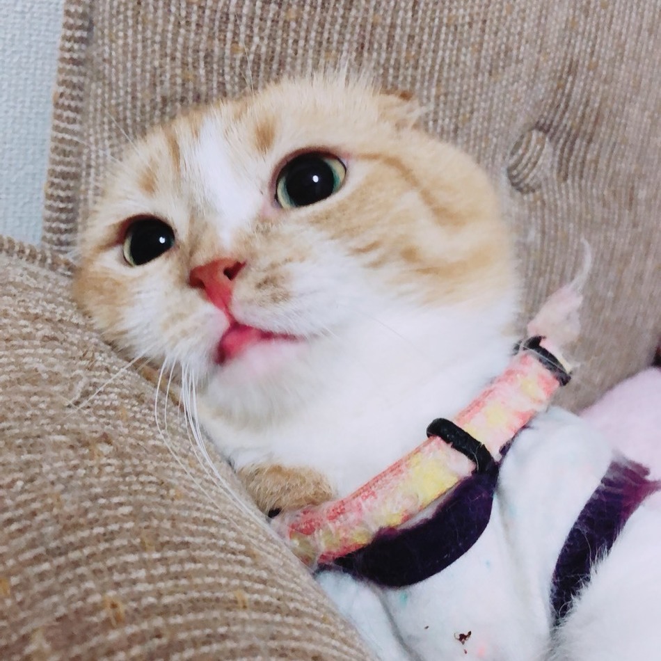 陽虎(はると)のカバー写真