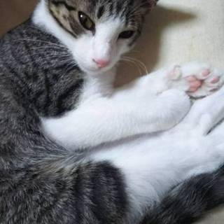 【募集停止】スリスリでゴロゴロなもじ君