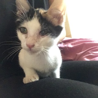 里親募集中です