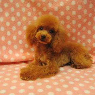 トイプードルの里親様を募集致します