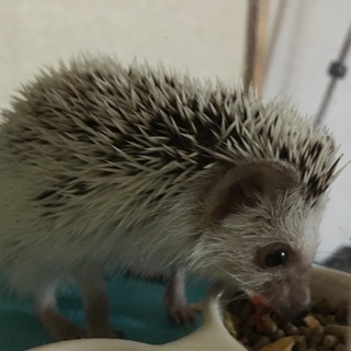 可愛いハリネズミ