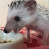 可愛いハリネズミ サムネイル2