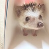 可愛いハリネズミ サムネイル3