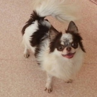 チワワの里親様を募集致します