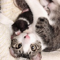 1才半程のきなこちゃん