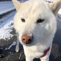 セナ