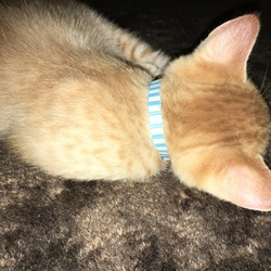 首輪デビュー☆