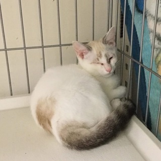 【緊急募集】8/23処分 期限迫る 写真追加