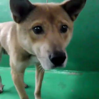 里親様決定しました✨✨ありがとうございます