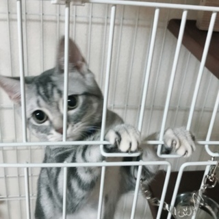 人懐こいアメショーちゃん☆