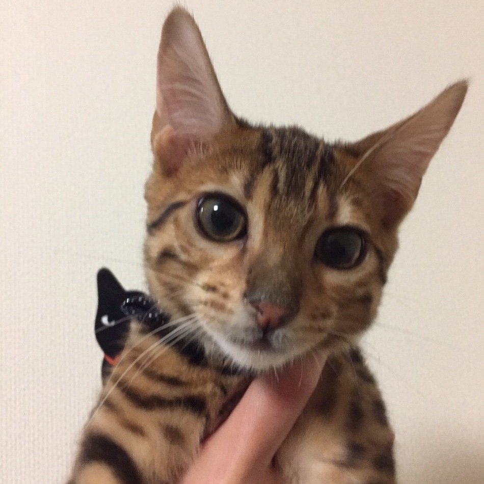 陸虎(りくと)のカバー写真