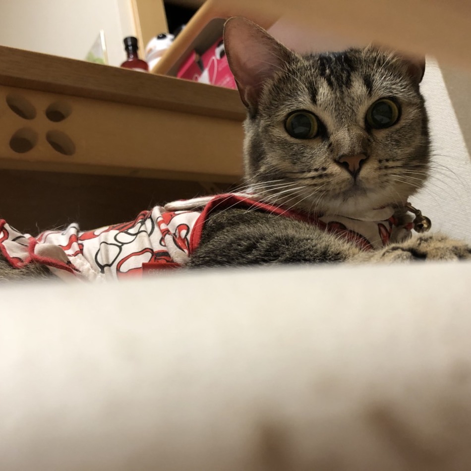 月(るな)のカバー写真