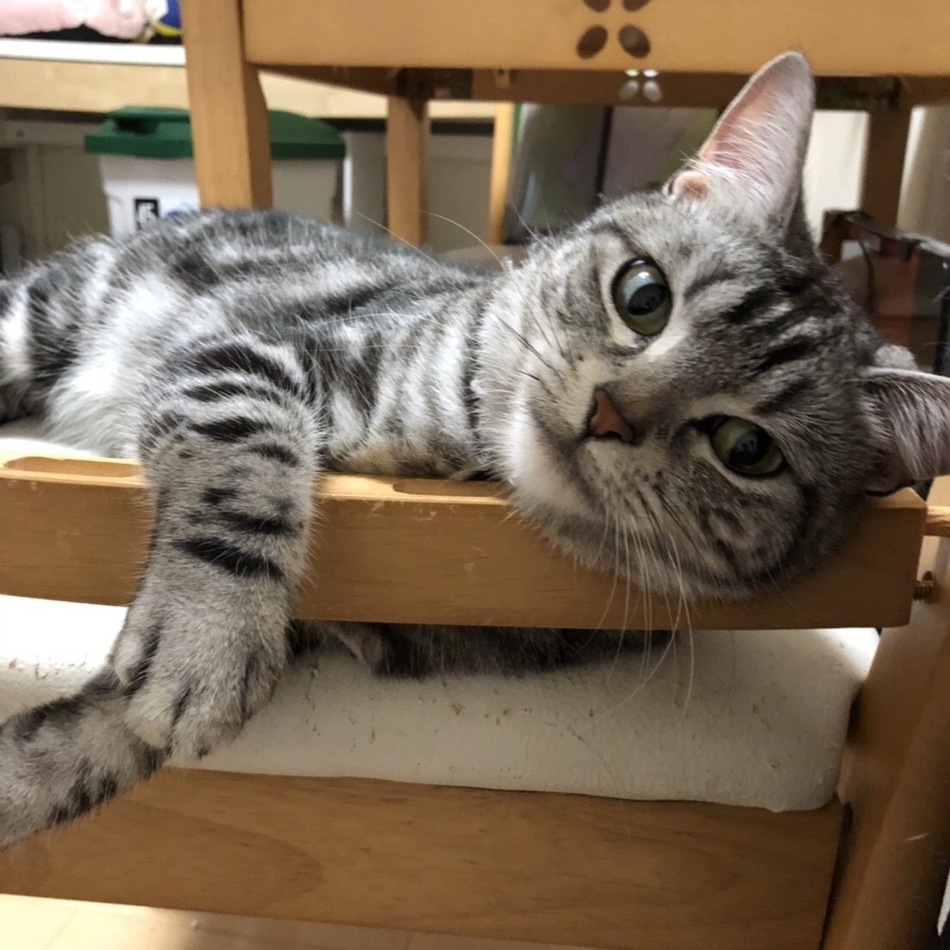 鈴(べる)のカバー写真