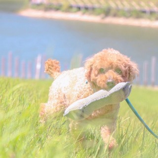 ボール遊びが大好きなラム君