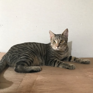 ☆とても懐こいキジトラのイズくん♂☆