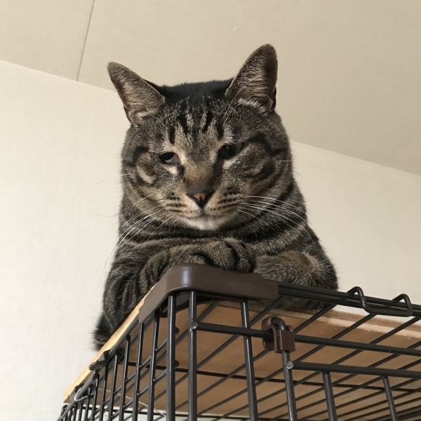 ☆でーーっかい！キジトラのケンケン♂☆ サムネイル1