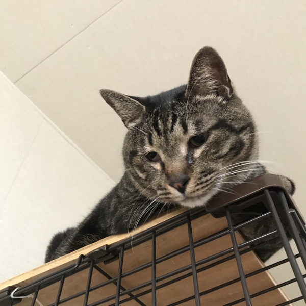 ☆でーーっかい！キジトラのケンケン♂☆ サムネイル2