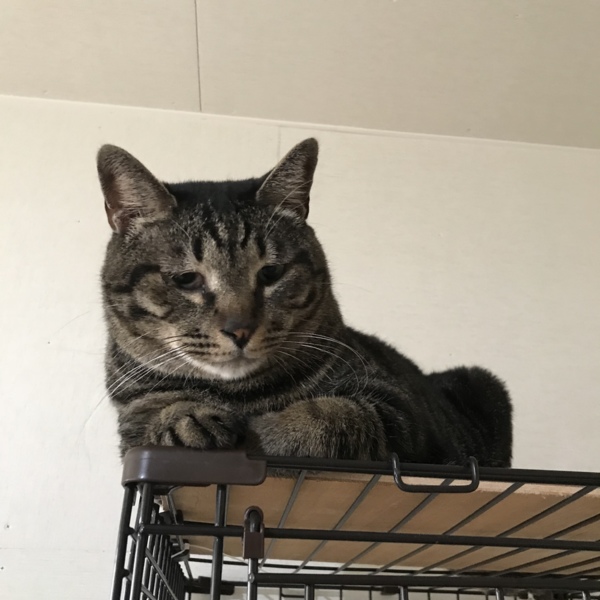 ☆でーーっかい！キジトラのケンケン♂☆ サムネイル3