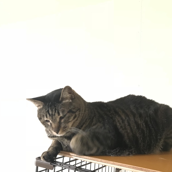 ☆でーーっかい！キジトラのケンケン♂☆ サムネイル4