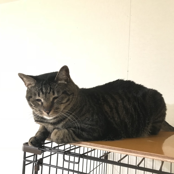 ☆でーーっかい！キジトラのケンケン♂☆ サムネイル5