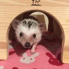 可愛いハリネズミ サムネイル5