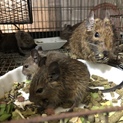 デグーマウス 里親募集！