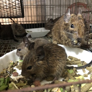 デグーマウス 里親募集！
